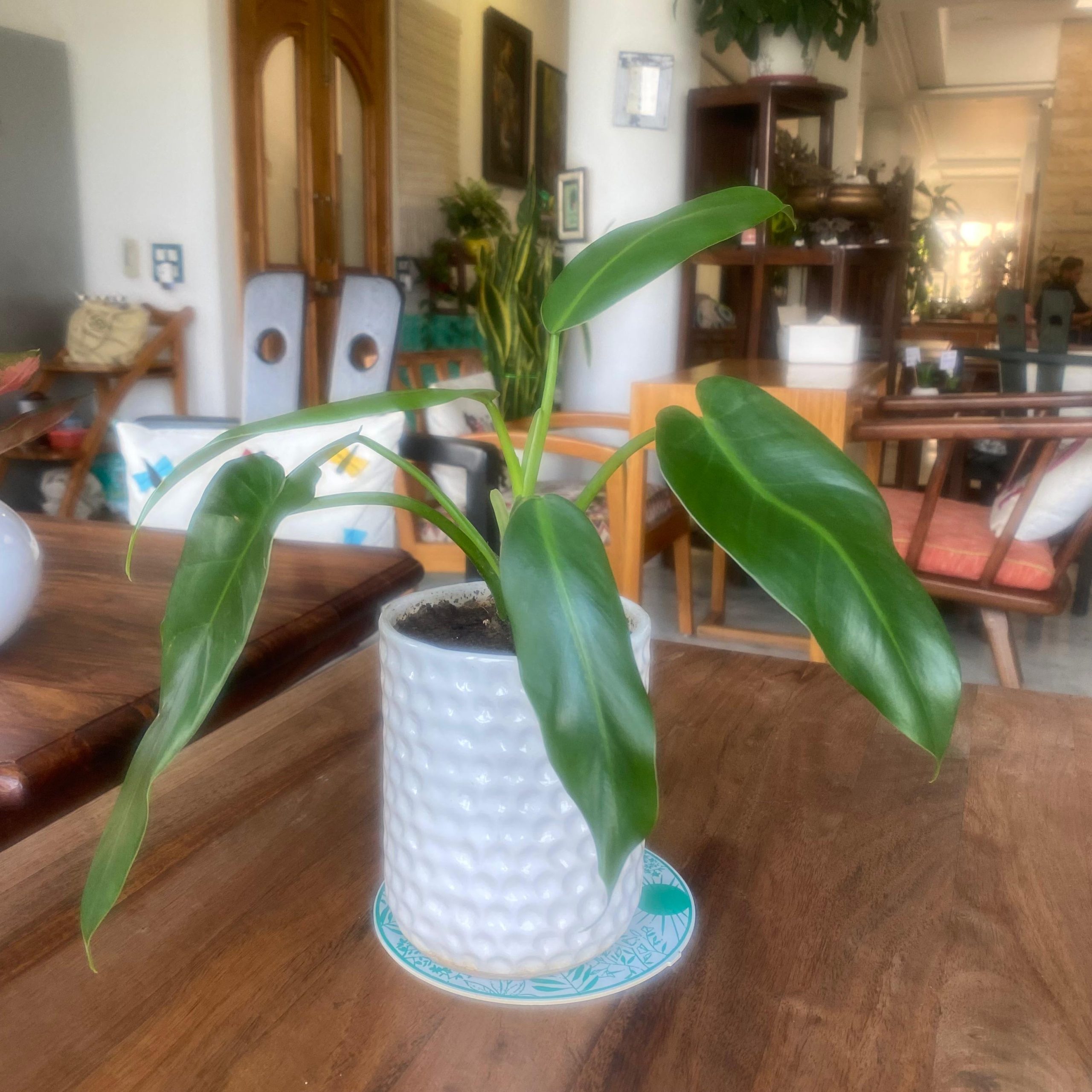 1208_Philodendron_msowds.jpg