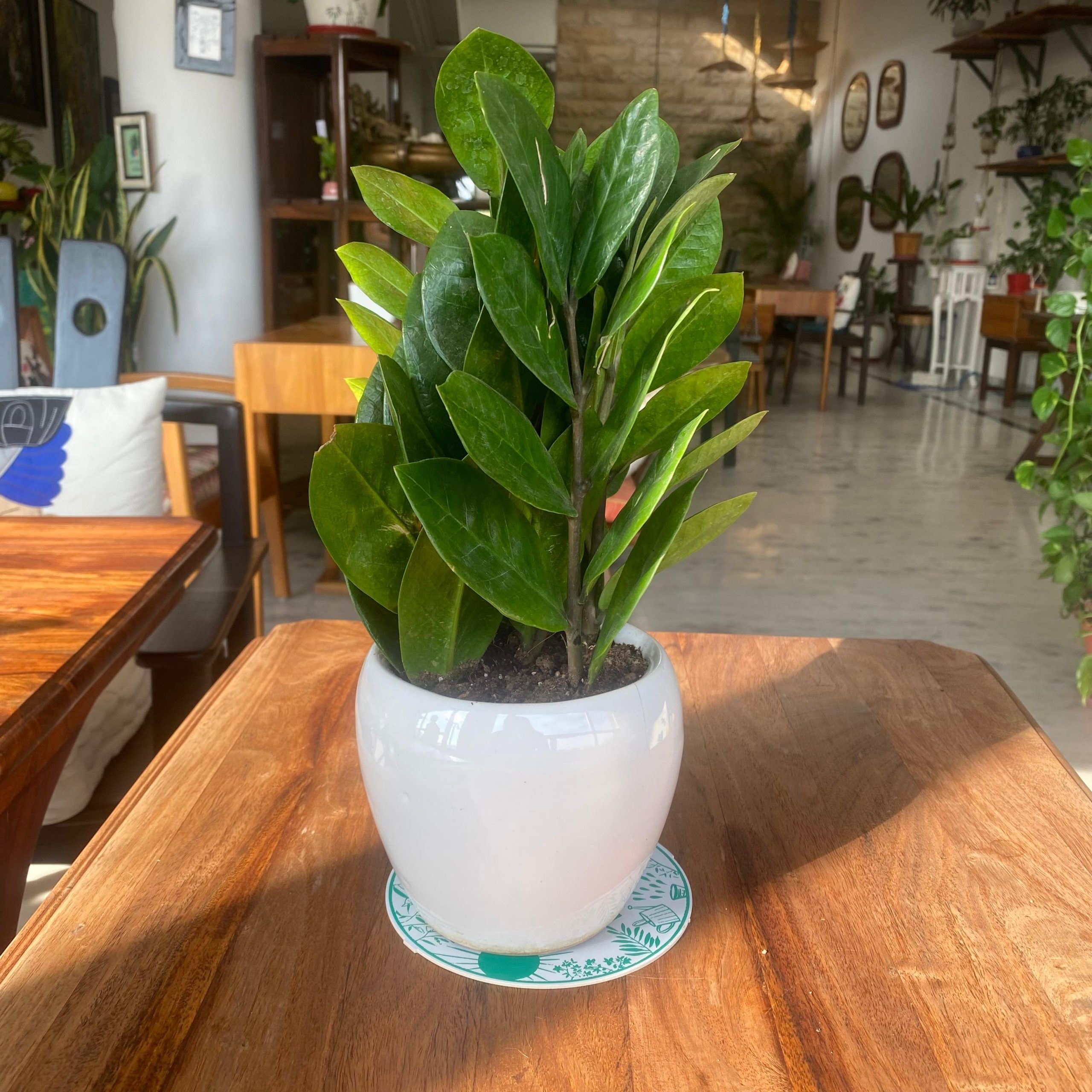 1215_ZZ_Plant_ewjgba.jpg