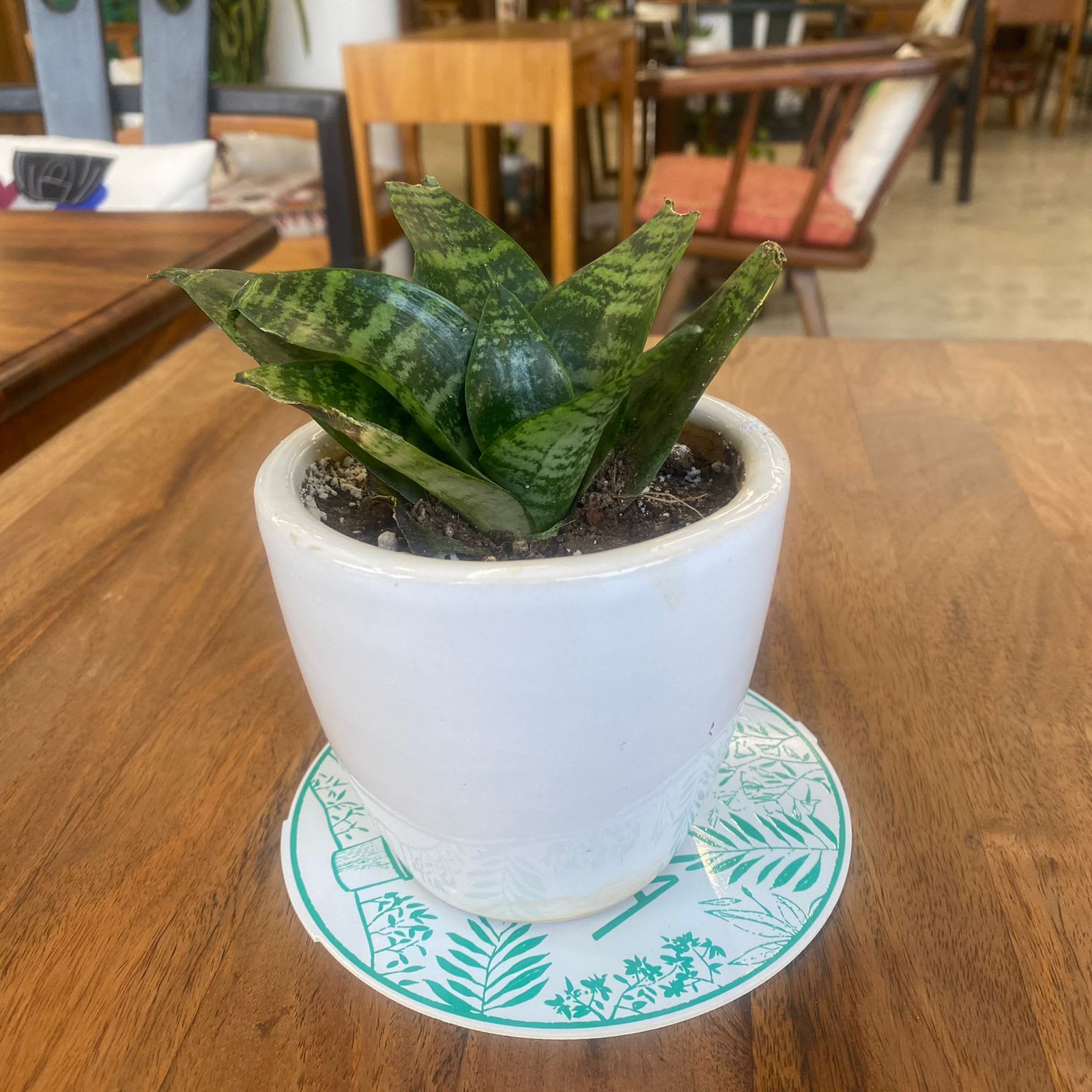 1224_Snake_Plant_s0wcez.jpg