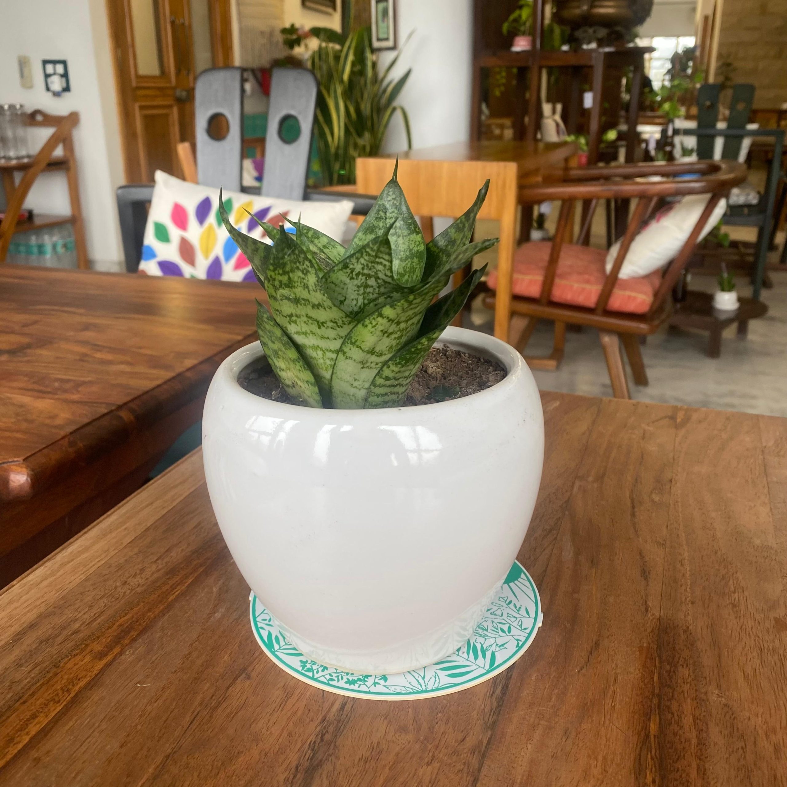 1226_Snake_Plant_epmwz2.jpg