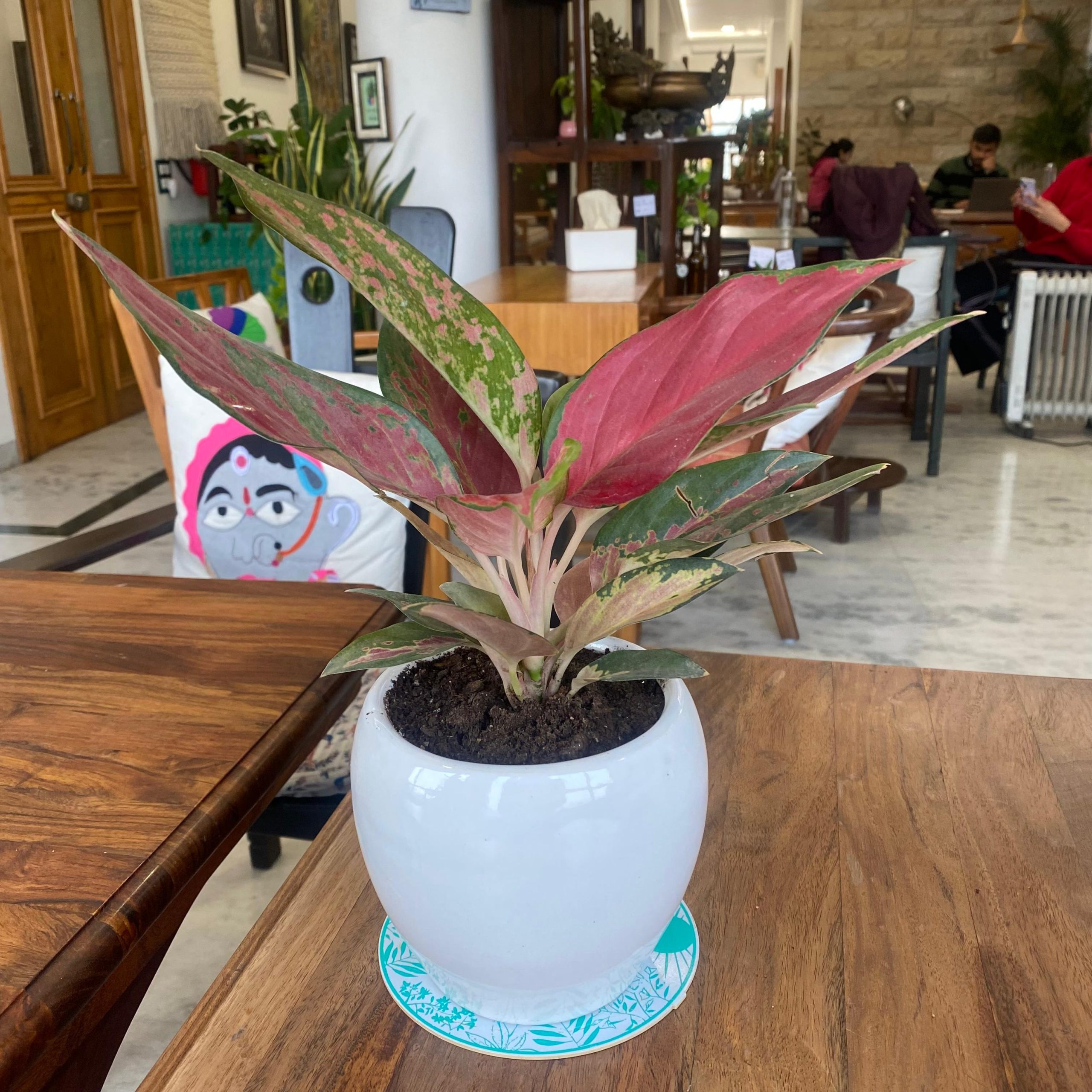 1232_Aglaonema_blcixa.jpg