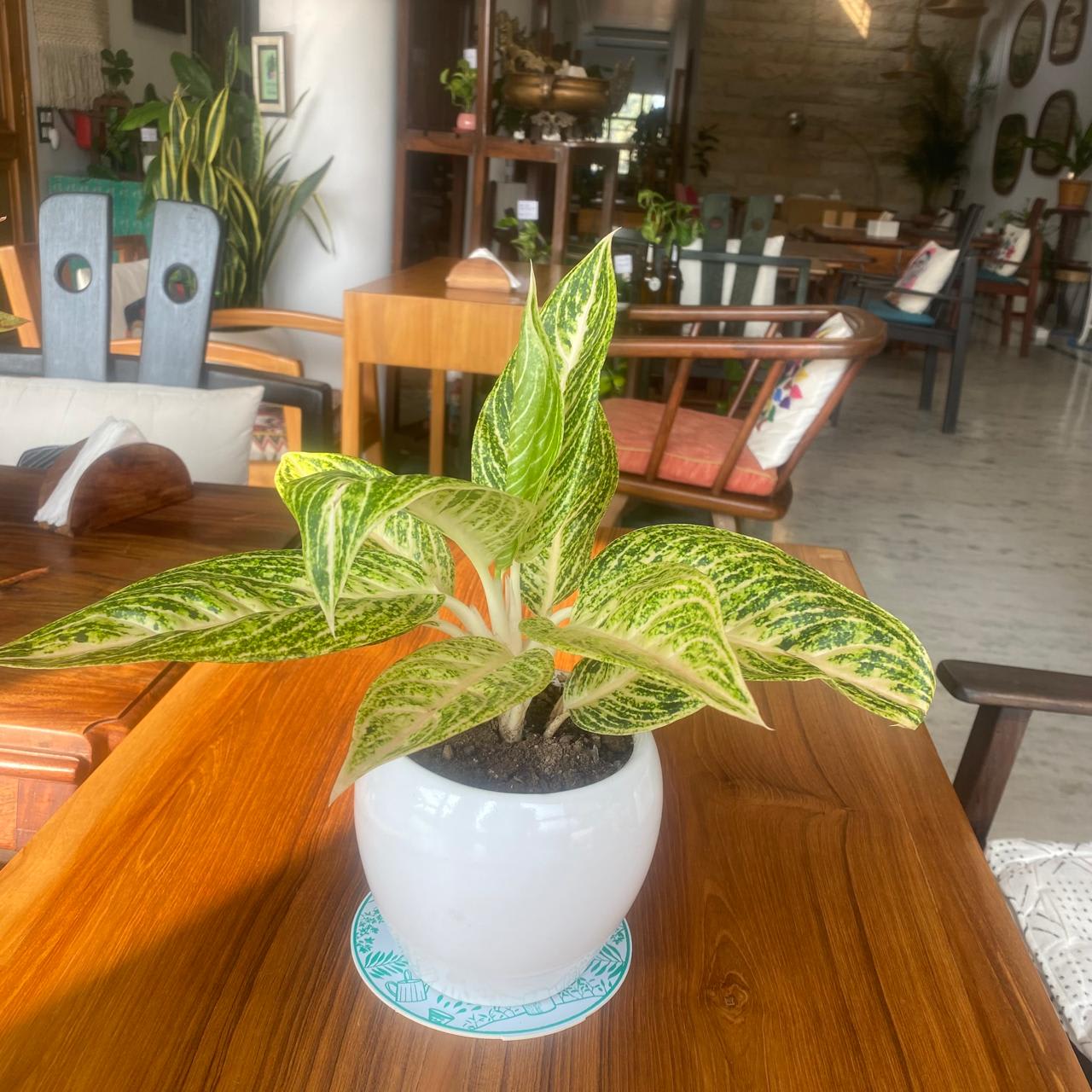 1241_Aglaonema_vt75ys.jpg