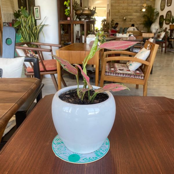 Aglaonema