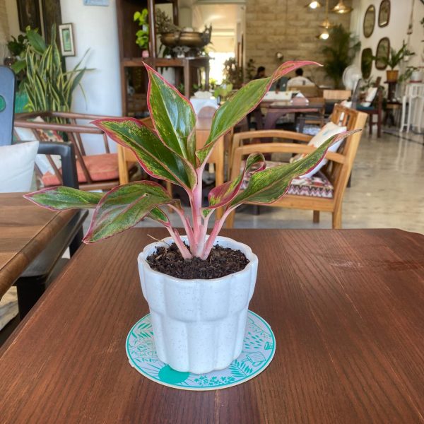 Aglaonema